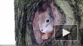 В Ботаническом саду белка наелась грибов – видео