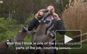 Лемуры покусали корреспондента "Би-би-си" во время съемки репортажа