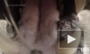 Видео из пасти льва: Львица утащила камеру у документалистов