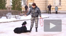 Собаки-таможенники и их двуногие однополчане покорили петербуржцев