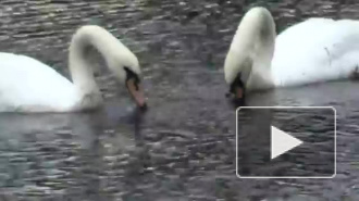 Лебеди из Летнего сада неохотно вернулись зимовать в зоопарк