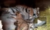 В барнаульском зоопарке тигрица Багира родила малышей