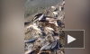 Видео: в реке Дон произошла массовая гибель рыбы
