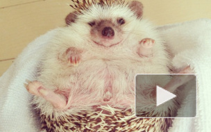 На Светлановском водитель спас ежа-самоубийцу