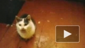  котенок поет 
