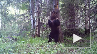 Уральский медведь "станцевал" у дерева и попал в видеоловушку