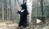 В Приморье зажигательный танец медведя сняли на видео, в нацпарке "Земля леопарда" гималайский медведь плясал хип-хоп