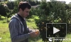Абхазский биолог рассказал, как выбрать вкусные мандарины