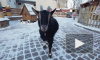В Ленинградском зоопарке в преддверии года козы родились детеныши камерунской карликовой козы
