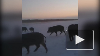 Видео: стадо кабанов украло улов рыбаков в Ленобласти