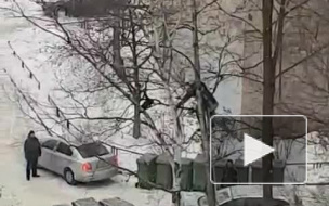 Очевидцы сняли на видео, как пожарные спасают котика с дерева