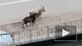 Два козла спокойно прогулялись во дворе Парашютной улицы