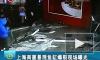 В Шанхае лопнул огромный аквариум с акулами