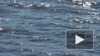 Нетрезвый рыбак утонул в Дудергофском канале, запутавшись в сетях