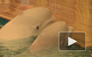 Активисты троллят купчинский дельфинарий