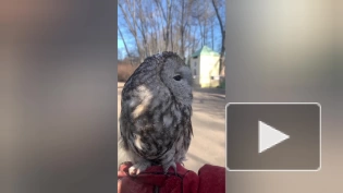 Самец неясыти Вася попал на видео в Ленинградском зоопарке