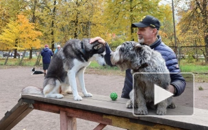 Жители Выборгского района 12 лет ждут ремонта площадки для выгула собак