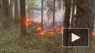 Жителей поселка в Карелии эвакуировали из-за лесного пожара