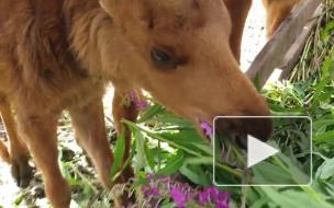 Копытным подопечным РКЦ "Велес" не хватает веточного корма