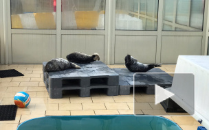 Центр спасения тюленей готовит 11 детенышей к жизни на воле