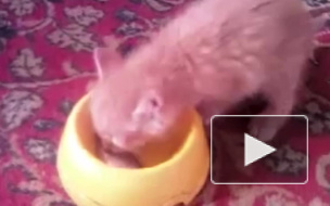 В аэропорту Владивостока наглый кот сожрал и испортил продукцию на 60 тысяч рублей, видео попало в интернет