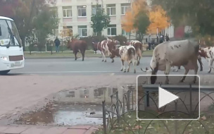 Видео: в Тихвине коровы вышли на прогулку по городу 
