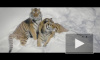 Тигров защитят от вымирания методом поиска серийных убийц‍
