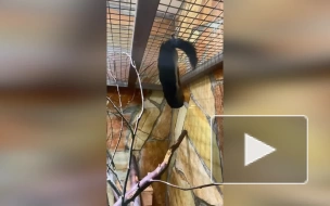 Ленинградский зоопарк показал видео с белкой, висящей головой вниз