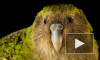 Ученые обнаружили гигантского попугая-каннибала
