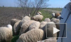 В Азербайджане обаятельный пастух поёт своим овечкам о весне 