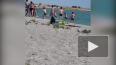 Видео: В Казахстане отдыхающие забили на пляже тюленя