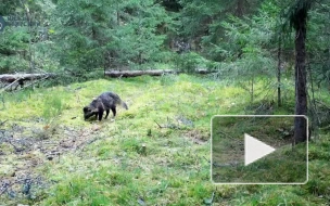 Видеоловушка Нижне-Свирского заповедника засняла енотовидную собаку