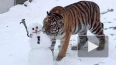 Тигрица Виола из Петербурга полакомилась снеговиком ...