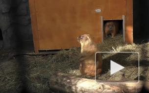 В Ленинградском зоопарке после зимней спячки проснулись сурки