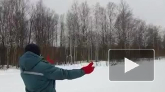 В Петербурге в естественную среду после лечения выпустили ястребиную сову