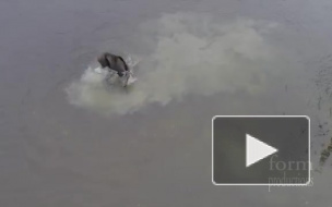 Захватывающее видео из Канады: Дрон случайно снял битву волка и лося
