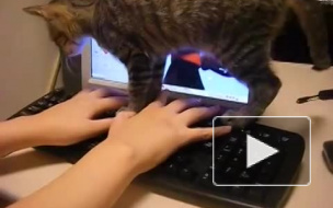 кот и клавиатура