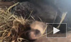 В приморском зоопарке самка енота-полоскуна родила рекордное количество детенышей