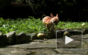 В результате схватки с бывшей супругой Дурманов завладел ее чихуахуа и получил год условно