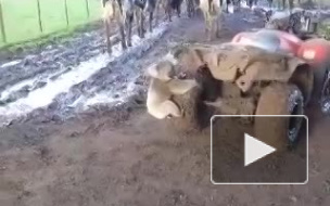 В Австралии коала напала на квадроцикл ради обнимашек и нежности