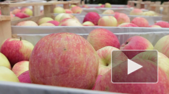 На Площади Искусств сегодня раздали 1500 килограммов яблок