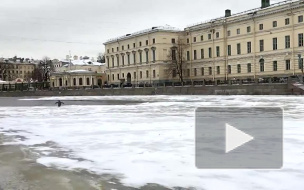 "А царь-то ненастоящий!": правдивость видео с пингвином, купающимся в Фонтанке, подвергли сомнению