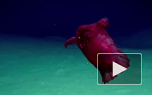 Видео: Ученые показали безголового куриного монстра, который обитает у берегов Антарктиды