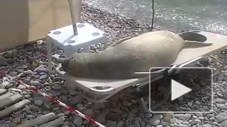 Видео с морским львом, который загорает в шезлонге, растрогало Интернет