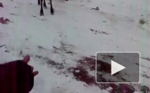 Под Костромой лосиха вымыла машину местному жителю