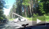 Автомобиль придавило столбом на Приморском шоссе: видео