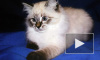 Медведев подарит экс-главе Финляндии котенка, похожего на Дорофея