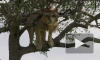 Видео: лев не мог слезть с дерева, так как как ему было очень страшно 