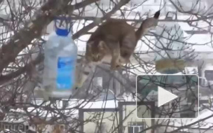 "Голод не тетка": в сети появилось забавное видео кота, рискующего жизнью из-за куска сала