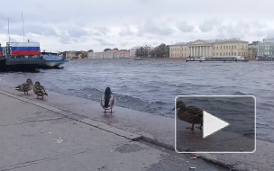 Видео: в Петербурге начал повышаться уровень воды в Неве